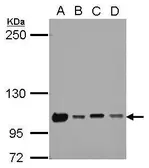 Anti-NKRF antibody used in Western Blot (WB). GTX105380