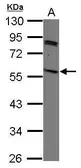 Anti-SIRP gamma antibody used in Western Blot (WB). GTX105390