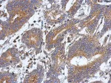 Anti-ATXN10 antibody used in IHC (Paraffin sections) (IHC-P). GTX105440