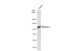 Anti-Axin 2 antibody [N2C2], Internal used in Western Blot (WB). GTX105442