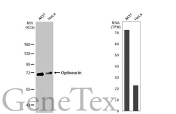 Anti-Optineurin antibody used in Western Blot (WB). GTX105447
