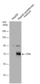 Anti-C1s antibody used in Western Blot (WB). GTX105464