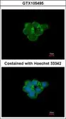 Anti-AChR alpha 3 antibody used in Immunocytochemistry/ Immunofluorescence (ICC/IF). GTX105495
