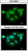 Anti-XPNPEP3 antibody [N1C3] used in Immunocytochemistry/ Immunofluorescence (ICC/IF). GTX105541