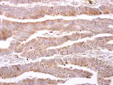 Anti-ILBP antibody used in IHC (Paraffin sections) (IHC-P). GTX105556