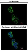 Anti-GSAT1 / GSAT2 / GSAT3 antibody used in Immunocytochemistry/ Immunofluorescence (ICC/IF). GTX105600