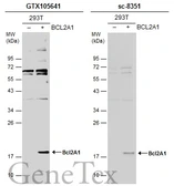 Anti-Bcl2A1 antibody [N1C3] used in Western Blot (WB). GTX105641