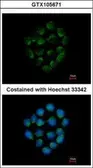 Anti-Cathepsin O antibody [N1C3] used in Immunocytochemistry/ Immunofluorescence (ICC/IF). GTX105671