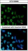 Anti-ZNF281 antibody [N1N3] used in Immunocytochemistry/ Immunofluorescence (ICC/IF). GTX105689