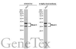Anti-Nkx2.5 antibody used in Western Blot (WB). GTX105711