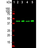Anti-TDP43 antibody [3H8] used in Western Blot (WB). GTX10574