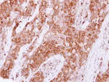 Anti-Pez antibody [C2C3], C-term used in IHC (Paraffin sections) (IHC-P). GTX105769