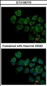 Anti-IFNAR2 antibody used in Immunocytochemistry/ Immunofluorescence (ICC/IF). GTX105770