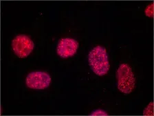 Anti-TRF1 antibody [TRF-78] used in Immunocytochemistry/ Immunofluorescence (ICC/IF). GTX10579