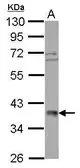 Anti-POLR3F antibody used in Western Blot (WB). GTX105818