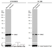 Anti-GNAZ antibody [N2C3] used in Western Blot (WB). GTX105832