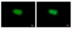 Anti-p90 RSK1 antibody used in Immunocytochemistry/ Immunofluorescence (ICC/IF). GTX105842