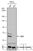 Anti-RIP2 antibody [N3C3] used in Western Blot (WB). GTX105939