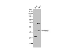 Anti-Wnt11 antibody used in Western Blot (WB). GTX105971