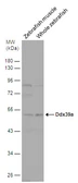 Anti-BAT1 antibody [N1C3] used in Western Blot (WB). GTX106001