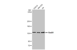 Anti-Rad21 antibody used in Western Blot (WB). GTX106012