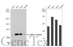 Anti-alpha 1 Catenin antibody used in Western Blot (WB). GTX106014