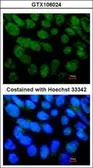 Anti-NR5A2 antibody [N2C3] used in Immunocytochemistry/ Immunofluorescence (ICC/IF). GTX106024