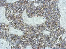 Anti-KCNG4 antibody used in IHC (Paraffin sections) (IHC-P). GTX106058