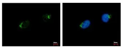 Anti-GALNT7 antibody [N1C2] used in Immunocytochemistry/ Immunofluorescence (ICC/IF). GTX106068