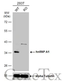 Anti-hnRNP A1 antibody used in Western Blot (WB). GTX106208