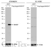 Anti-MADH7 antibody used in Western Blot (WB). GTX106211