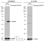 Anti-MADH7 antibody used in Western Blot (WB). GTX106211