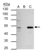 Anti-ERR alpha antibody [N1C3] used in Immunoprecipitation (IP). GTX106233