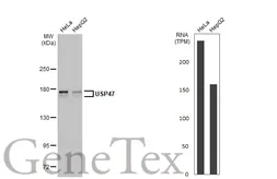 Anti-USP47 antibody used in Western Blot (WB). GTX106253