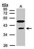 Anti-RAE1 antibody [C3], C-term used in Western Blot (WB). GTX106289