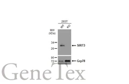 Anti-SIRT3 antibody [C3], C-term used in Western Blot (WB). GTX106292