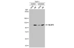 Anti-NLRP3 antibody [C3], C-term used in Western Blot (WB). GTX106313