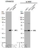 Anti-IRF8 antibody [C3], C-term used in Western Blot (WB). GTX106322