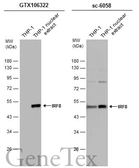Anti-IRF8 antibody [C3], C-term used in Western Blot (WB). GTX106322