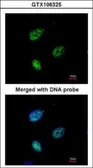 Anti-KPNA4 antibody [C3], C-term used in Immunocytochemistry/ Immunofluorescence (ICC/IF). GTX106325