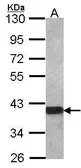 Anti-OMG antibody [C1C2], Internal used in Western Blot (WB). GTX106329