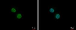Anti-PLRG1 antibody [C3], C-term used in Immunocytochemistry/ Immunofluorescence (ICC/IF). GTX106333