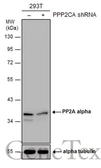 Anti-PP2A alpha antibody used in Western Blot (WB). GTX106334