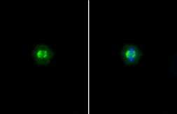 Anti-TRF1 antibody [C3], C-term used in Immunocytochemistry/ Immunofluorescence (ICC/IF). GTX106349