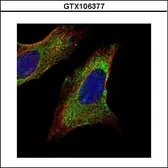 Anti-TOM1L1 antibody [C3], C-term used in Immunocytochemistry/ Immunofluorescence (ICC/IF). GTX106377