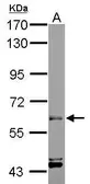 Anti-ARIH2 antibody [C3], C-term used in Western Blot (WB). GTX106404