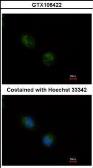 Anti-STMN2 antibody used in Immunocytochemistry/ Immunofluorescence (ICC/IF). GTX106422