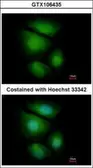 Anti-RNF13 antibody [C3], C-term used in Immunocytochemistry/ Immunofluorescence (ICC/IF). GTX106435