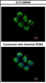 Anti-SNX12 antibody used in Immunocytochemistry/ Immunofluorescence (ICC/IF). GTX106456