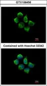 Anti-SNX12 antibody used in Immunocytochemistry/ Immunofluorescence (ICC/IF). GTX106456